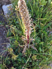 Campanula thyrsoides