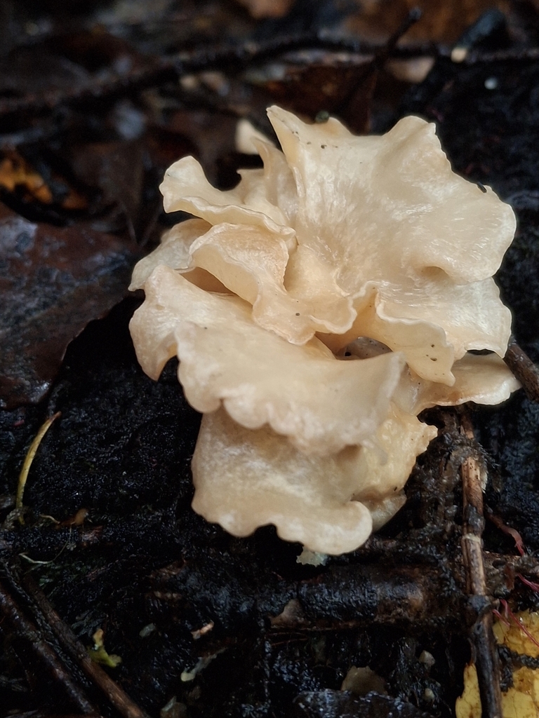 Gloeocantharellus novae-zelandiae