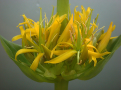 Gentiana lutea lutea