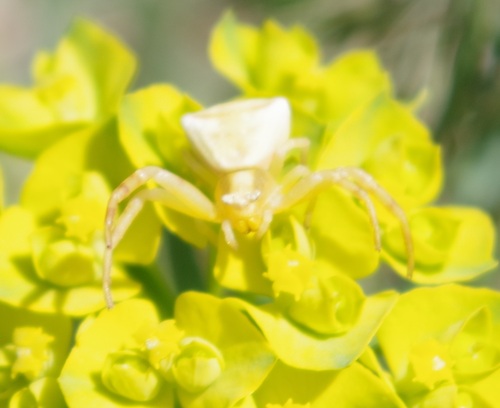 Photo of Heather crab spider (Thomisus onustus)