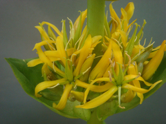 Gentiana lutea lutea