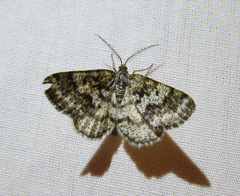 Eufidonia discospilata