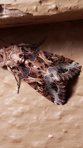 Yellow-striped Armyworm Moth photo 4