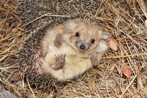 Long-eared Hedgehog