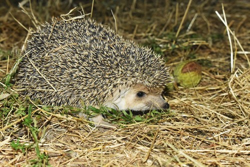 Long-eared Hedgehog