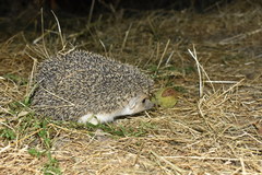 Hemiechinus auritus