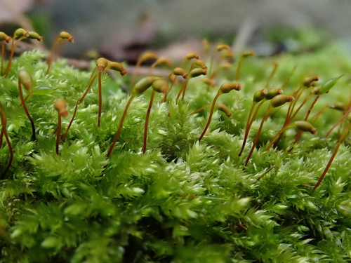 Image of Rhynchostegium confertum by (c) Christian Berg, some rights reserved (CC BY)