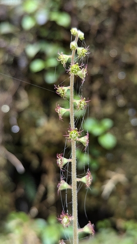 Taiwan Miterwort (Asimitellaria formosana)