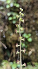 Asimitellaria formosana, photograph Cheng-Te Hsu, CC BY, iNaturalist via GBIF
