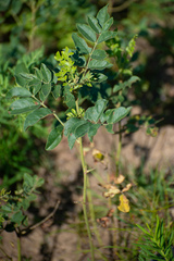 Glycyrrhiza