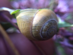 Cepaea hortensis