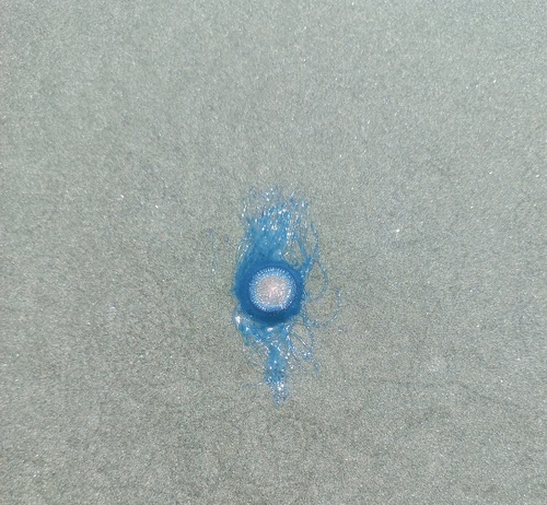 Blue Button