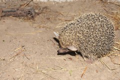 Hemiechinus auritus