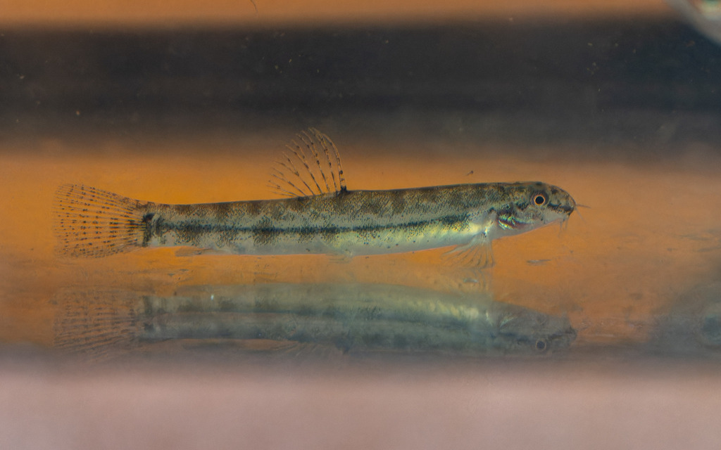 Hasselt's loach (Lepidocephalichthys hasselti) — Cobitidae