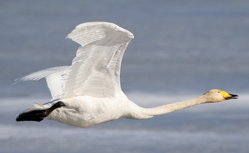 Cygne chanteur