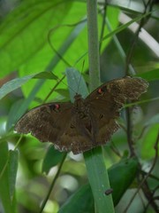Dophla evelina magama
