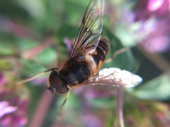 Eristalis pertinax