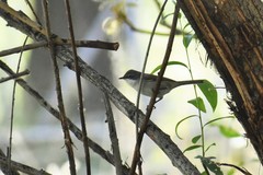 Curruca curruca althaea