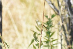 Phylloscopus trochiloides viridanus
