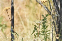 Phylloscopus trochiloides viridanus