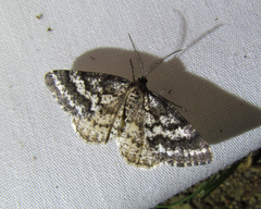 Eufidonia discospilata