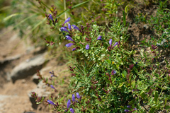 Dracocephalum peregrinum