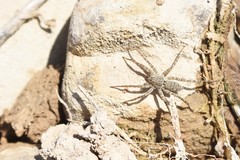 Pardosa nebulosa