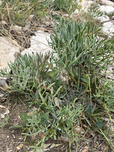 Rock samphire