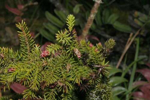 Dacrydium xanthandrum observed 2004-10-07