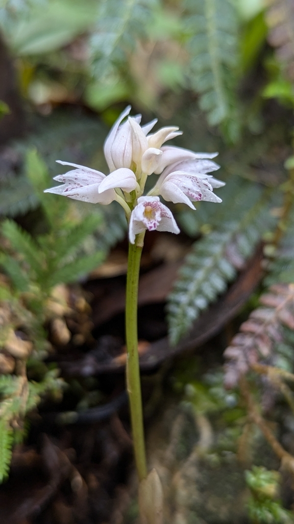 Oreorchis wumanae