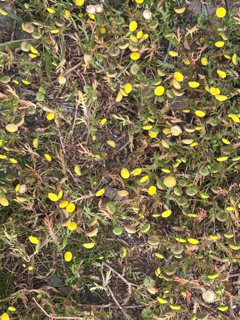 Krähenfuß-Laugenblume