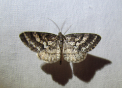 Eufidonia discospilata