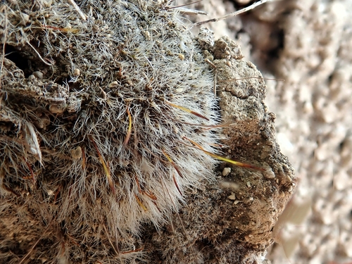 Crossidium squamiferum observed 2025-03-18