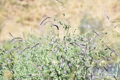 Mentha longifolia asiatica
