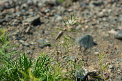 Vincetoxicum sibiricum