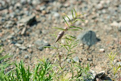 Vincetoxicum sibiricum