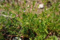 Erodium stephanianum