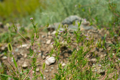 Erodium stephanianum