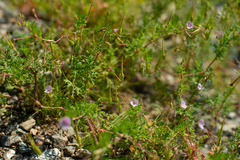 Erodium stephanianum