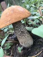 Leccinum insigne