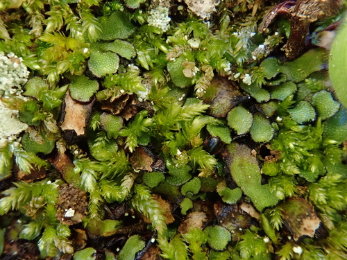 Image of Targionia hypophylla by (c) Christian Berg, some rights reserved (CC BY)