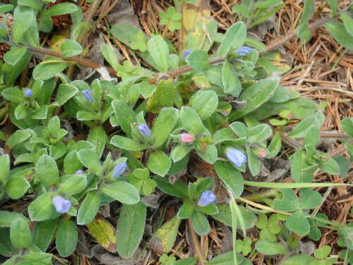 Image of Echium parviflorum by (c) Christian Berg, some rights reserved (CC BY)