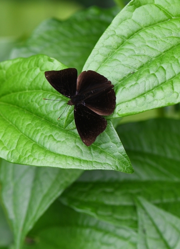 Black Prince