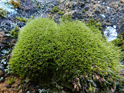 Grimmia meridionalis