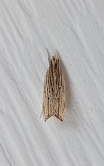 Helcystogramma hystricella