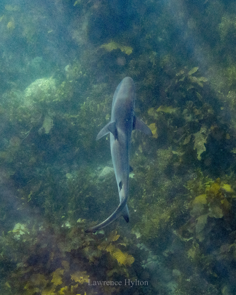Dusky shark seen from above over kelp and rock