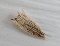 Helcystogramma hystricella