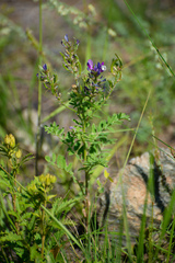 Astragalus davuricus