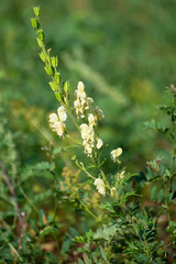 Aconitum anthora