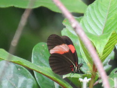 Heliconius erato adana